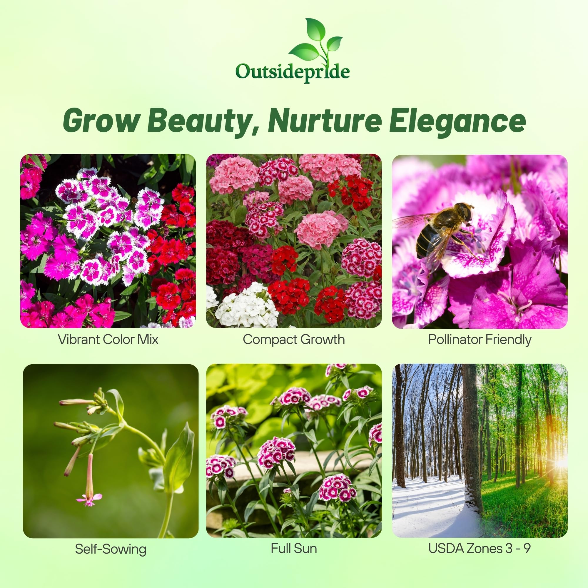 Amazon.com : Outsidepride Sweet William Dianthus Seeds - 5000 Pcs